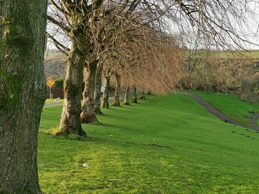 Trees in Alexander Hamilton Memorial Park.